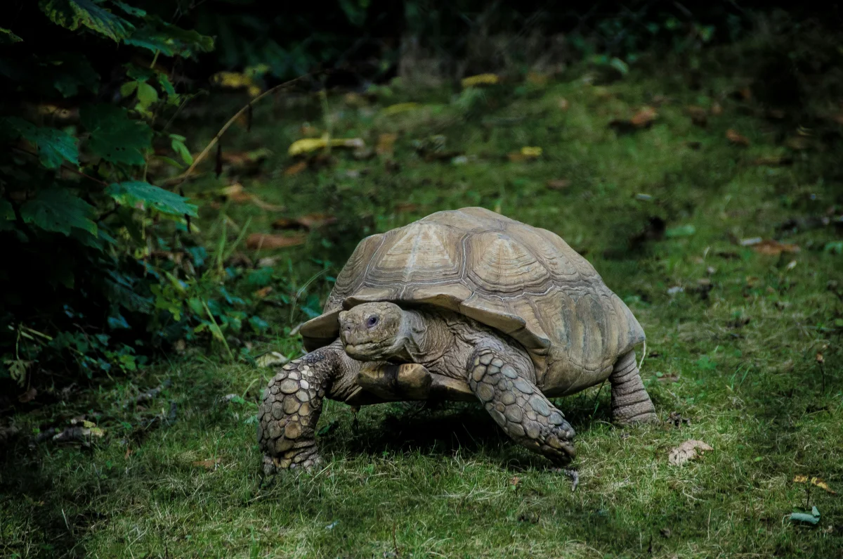 La historia o técnica de la tortuga
